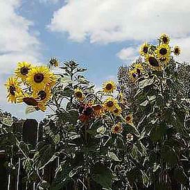 Old Fashioned Seed Saving Image